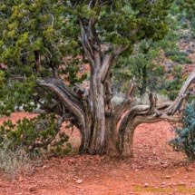 Sedona_DSC5198 Sedona_DSC5198