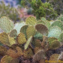 Sedona_DSC5216 Sedona_DSC5216