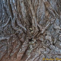 Sedona_DSC5233 Sedona_DSC5233