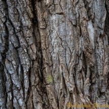 Sedona_DSC5235 Sedona_DSC5235