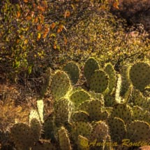 Sedona_DSC8944 Sedona_DSC8944