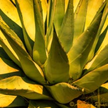 Sedona_DSC8982 Sedona_DSC8982