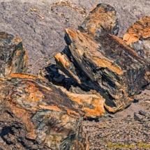 Foresta Pietrificata_DSC0691 Foresta Pietrificata_DSC0691