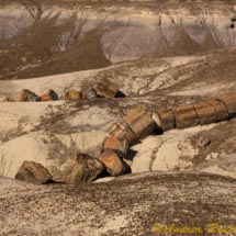 Foresta Pietrificata_DSC0716 Foresta Pietrificata_DSC0716