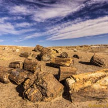 Foresta Pietrificata_DSC6067 Foresta Pietrificata_DSC6067