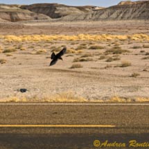 Foresta pietrificata_DSC0613 Foresta pietrificata_DSC0613