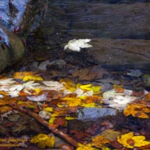 12 -_DSC6501bis 12 -_DSC6501bis