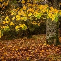 Castagni all'Abbazia di Coltibuono_DSC3928 Castagni all'Abbazia di Coltibuono_DSC3928