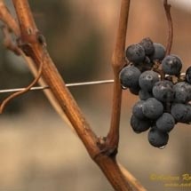 Castello di Brolio_DSC3960 Castello di Brolio_DSC3960