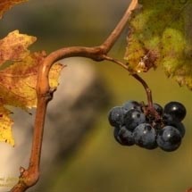 Castello di Brolio_DSC3961 Castello di Brolio_DSC3961