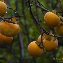 Lamole_DSC4016 Lamole_DSC4016