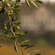 Vistarenni_DSC3938 Vistarenni_DSC3938